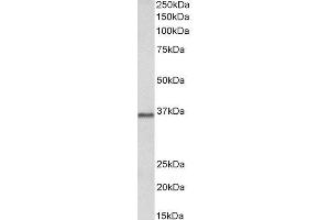 ABIN2564722 (2µg/ml) staining of Pig Brain lysate (35µg protein in RIPA buffer). (PRMT2 抗体  (Internal Region))