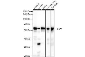 Western blot analysis of extracts of various cell lines, using CLPX antibody (ABIN7266417) at 1:500 dilution. (CLPX 抗体)