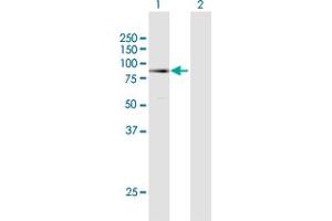 Western Blot analysis of MECP2 expression in transfected 293T cell line by MECP2 MaxPab polyclonal antibody. (MECP2 抗体  (AA 1-486))