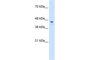 Western Blotting (WB) image for anti-Homeobox C10 (HOXC10) antibody (ABIN2460523) (HOXC10 抗体)