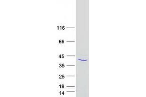 APOL3 Protein (Myc-DYKDDDDK Tag)