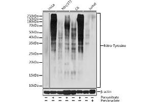 Western blot analysis of extracts of various cell lines, using Nitro-Tyrosine antibody (ABIN7268925) at 1:1000 dilution. (Nitrotyrosine 抗体)