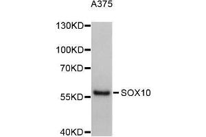 Western blot analysis of extracts of A-375 cells, using SOX10 antibody (ABIN5996041). (SOX10 抗体)