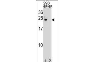 BCL2 Antibody (Center) (ABIN1881108 and ABIN2838804) pre-incubated without(lane 1) and with(lane 2) blocking peptide in 293 cell line lysate. (Bcl-2 抗体  (AA 87-116))