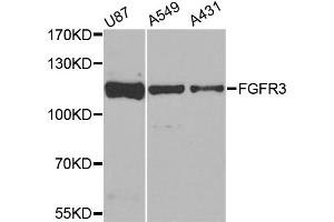 Western blot analysis of extracts of various cell lines, using FGFR3 antibody (ABIN6003495) at 1/1000 dilution. (FGFR3 抗体)