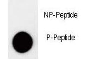 Dot blot analysis of phospho-p27Kip1 antibody. (CDKN1B 抗体  (pThr157))