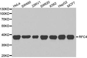 Western Blotting (WB) image for anti-Replication Factor C (Activator 1) 4, 37kDa (RFC4) antibody (ABIN1876673) (RFC4 抗体)