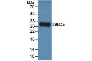 Western Blot; Sample: Recombinant CFH, Rat. (Complement Factor H 抗体  (AA 975-1217))