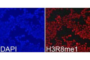 Immunofluorescence (IF) image for anti-Histone 3 (H3) (H3R8me) antibody (ABIN1873015) (Histone 3 抗体  (H3R8me))