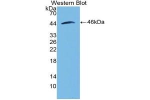 Detection of Recombinant BMP2, Bovine using Polyclonal Antibody to Bone Morphogenetic Protein 2 (BMP2) (BMP2 抗体  (AA 24-395))