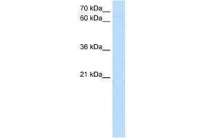 ZKSCAN1 antibody (20R-1261) used at 1. (ZKSCAN1 抗体  (N-Term))