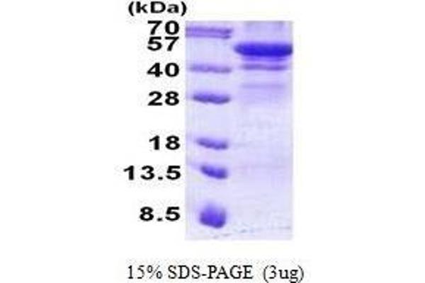 Hexosaminidase A Protein (HEXA)