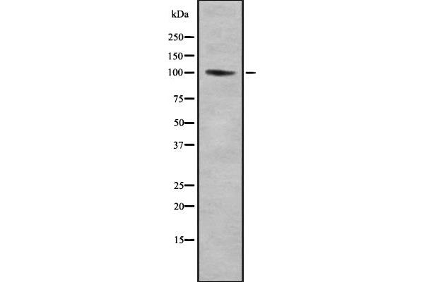 CNTROB 抗体  (C-Term)