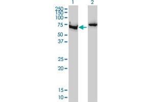 Western Blotting (WB) image for anti-X-Ray Repair Complementing Defective Repair in Chinese Hamster Cells 6 (XRCC6) (AA 1-609) antibody (ABIN560973)