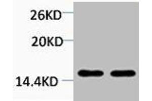 Western blot analysis of 1) Hela, 2) 3T3, diluted at 1:2000. (HIST1H4A 抗体  (2meLys20))