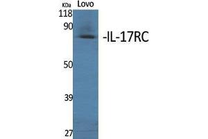 Western Blot (WB) analysis of specific cells using IL-17RC Polyclonal Antibody. (IL17RC 抗体  (C-Term))