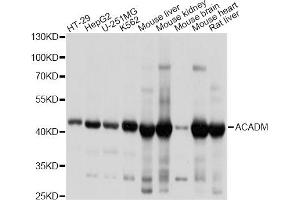 Western blot analysis of extracts of various cell lines, using ACADM antibody. (Medium-Chain Specific Acyl-CoA Dehydrogenase, Mitochondrial 抗体)