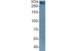 Detection of MUC2 in Mouse Colon lysate using Polyclonal Antibody to Mucin 2 (MUC2) (MUC2 抗体  (AA 27-110))