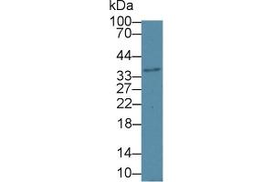 Western blot analysis of Mouse Cerebrum lysate, using Mouse HSD17b12 Antibody (1 µg/ml) and HRP-conjugated Goat Anti-Rabbit antibody ( (HSD17B12 抗体  (AA 1-312))