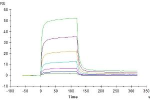 Surface Plasmon Resonance (SPR) image for Programmed Cell Death 1 Ligand 2 (PDCD1LG2) protein (His-Avi Tag) (ABIN7275432)