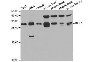 Western Blotting (WB) image for anti-Kallikrein 7 (KLK7) antibody (ABIN1876692) (Kallikrein 7 抗体)