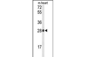 Western blot analysis of TSN1 Antibody (Center) (ABIN652638 and ABIN2842428) in mouse heart tissue lysates (35 μg/lane). (TSPAN1 抗体  (AA 140-167))
