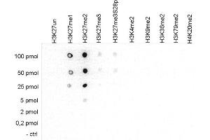 Dot Blot of anti-Histone H3 K27 me2 antibody Dot Blot results of Rabbit anti-Histone H3 K27 me2 antibody. (HIST1H3A 抗体  (H3K27me2))