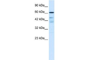 WB Suggested Anti-CDC25B Antibody Titration:  0. (CDC25B 抗体  (N-Term))