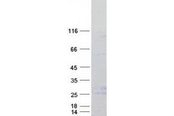 LY96 Protein (Myc-DYKDDDDK Tag)