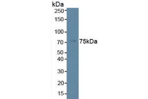 Figure. (Phospholipase C beta 2 抗体  (AA 1-250))