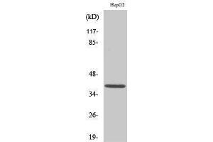 Western Blotting (WB) image for anti-Induced Myeloid Leukemia Cell Differentiation Protein Mcl-1 (MCL1) (Internal Region) antibody (ABIN3185490) (MCL-1 抗体  (Internal Region))