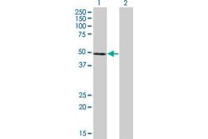 Western Blot analysis of NFE2 expression in transfected 293T cell line by NFE2 monoclonal antibody (M01), clone 2C6. (NFE2 抗体  (AA 1-373))