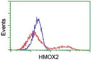 HEK293T cells transfected with either RC201777 overexpress plasmid (Red) or empty vector control plasmid (Blue) were immunostained by anti-HMOX2 antibody (ABIN2455215), and then analyzed by flow cytometry. (HMOX2 抗体)