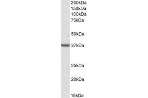 Western Blotting (WB) image for anti-Translocase of Outer Mitochondrial Membrane 40 Homolog (TOMM40) (AA 117-130) antibody (ABIN490620) (TOMM40 抗体  (AA 117-130))