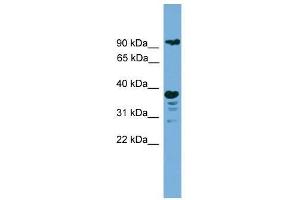 LAMP1 antibody used at 0. (LAMP1 抗体  (N-Term))