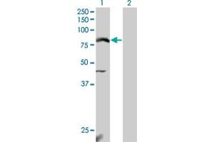 Western Blot analysis of NFE2L2 expression in transfected 293T cell line by NFE2L2 monoclonal antibody (M04), clone 3G7. (NRF2 抗体  (AA 351-450))