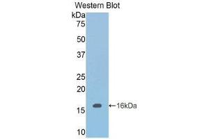 Western Blotting (WB) image for anti-Inhibin, beta B (INHBB) (AA 297-411) antibody (ABIN1078190) (INHBB 抗体  (AA 297-411))