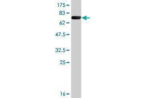 Image no. 1 for anti-Fibroblast Growth Factor Receptor Substrate 2 (FRS2) (AA 1-341) antibody (ABIN524238) (FRS2 抗体  (AA 1-341))