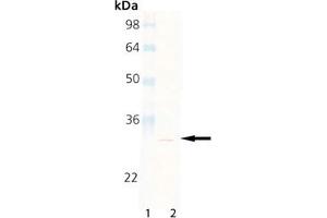 Western Blot Analysis of Proteasome 20S beta2 subunit, mAb (MCP165), : Lane 1: MW Marker, Lane 2: HeLa Cell Lysate (Proteasome 20S Beta2 Subunit 抗体)
