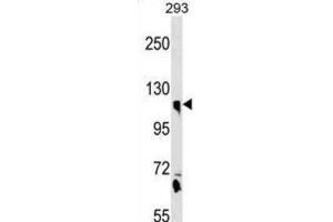 Western Blotting (WB) image for anti-Calsyntenin 1 (CLSTN1) antibody (ABIN3000590) (Calsyntenin 1 抗体)