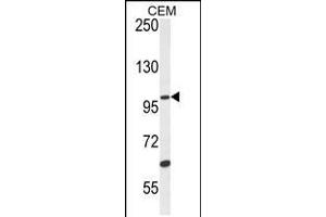 Western blot analysis in CEM cell line lysates (35ug/lane). (USP29 抗体  (AA 660-690))