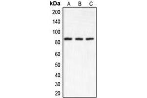Western blot analysis of IKK alpha expression in HeLa (A), Raw264. (IKK alpha 抗体  (N-Term))