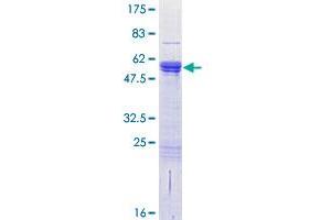 Image no. 1 for CDC42 Effector Protein (Rho GTPase Binding) 2 (CDC42EP2) (AA 1-210) protein (GST tag) (ABIN1348843) (CDC42EP2 Protein (AA 1-210) (GST tag))