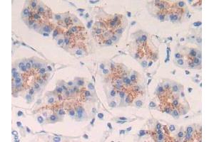 DAB staining on IHC-P; Samples: Human Stomach Tissue (EGF 抗体  (AA 971-1023))