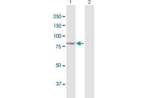 Western Blot analysis of EXOC3 expression in transfected 293T cell line by EXOC3 MaxPab polyclonal antibody. (EXOC3 抗体  (AA 1-745))