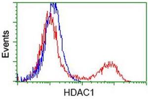 HEK293T cells transfected with either RC201745 overexpress plasmid (Red) or empty vector control plasmid (Blue) were immunostained by anti-HDAC1 antibody (ABIN2453940), and then analyzed by flow cytometry. (HDAC1 抗体)