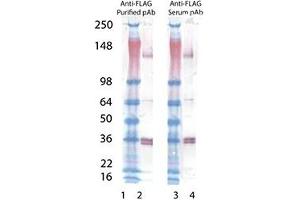 Western blot analysis of anti-FLAG, pAb : Lane 1: MW marker, Lane 2: SuperFasLigand™ (soluble) (human), (recombinant) , Lane 3: MW marker, Lane 4: SuperFasLigand™ (soluble) (human), (recombinant) . (DYKDDDDK Tag 抗体)