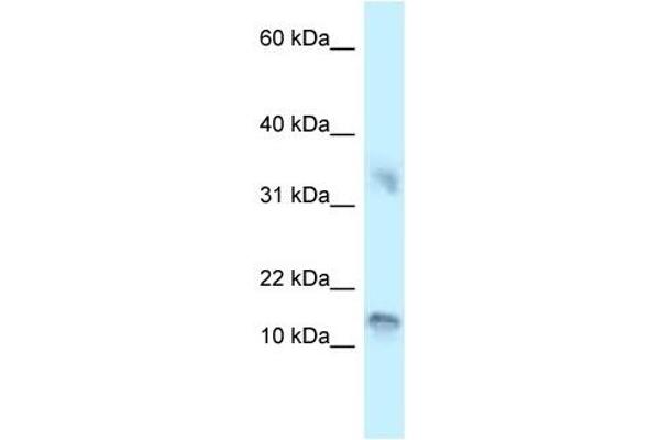 Urotensin 2B 抗体  (C-Term)