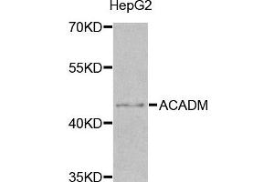 Western blot analysis of extracts of HepG2 cell line, using ACADM antibody. (Medium-Chain Specific Acyl-CoA Dehydrogenase, Mitochondrial 抗体)