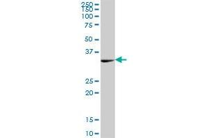 PEX19 MaxPab polyclonal antibody. (PEX19 抗体  (AA 1-299))